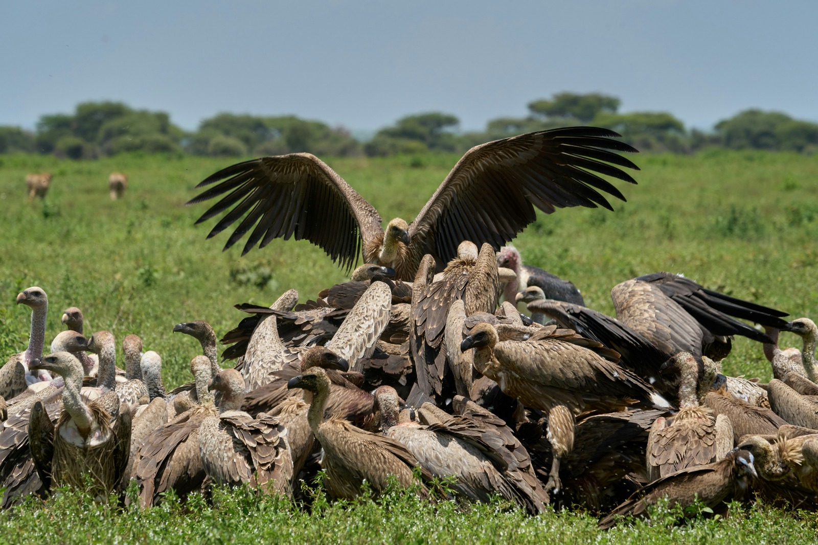 Manyara Serengeti Ngorongoro