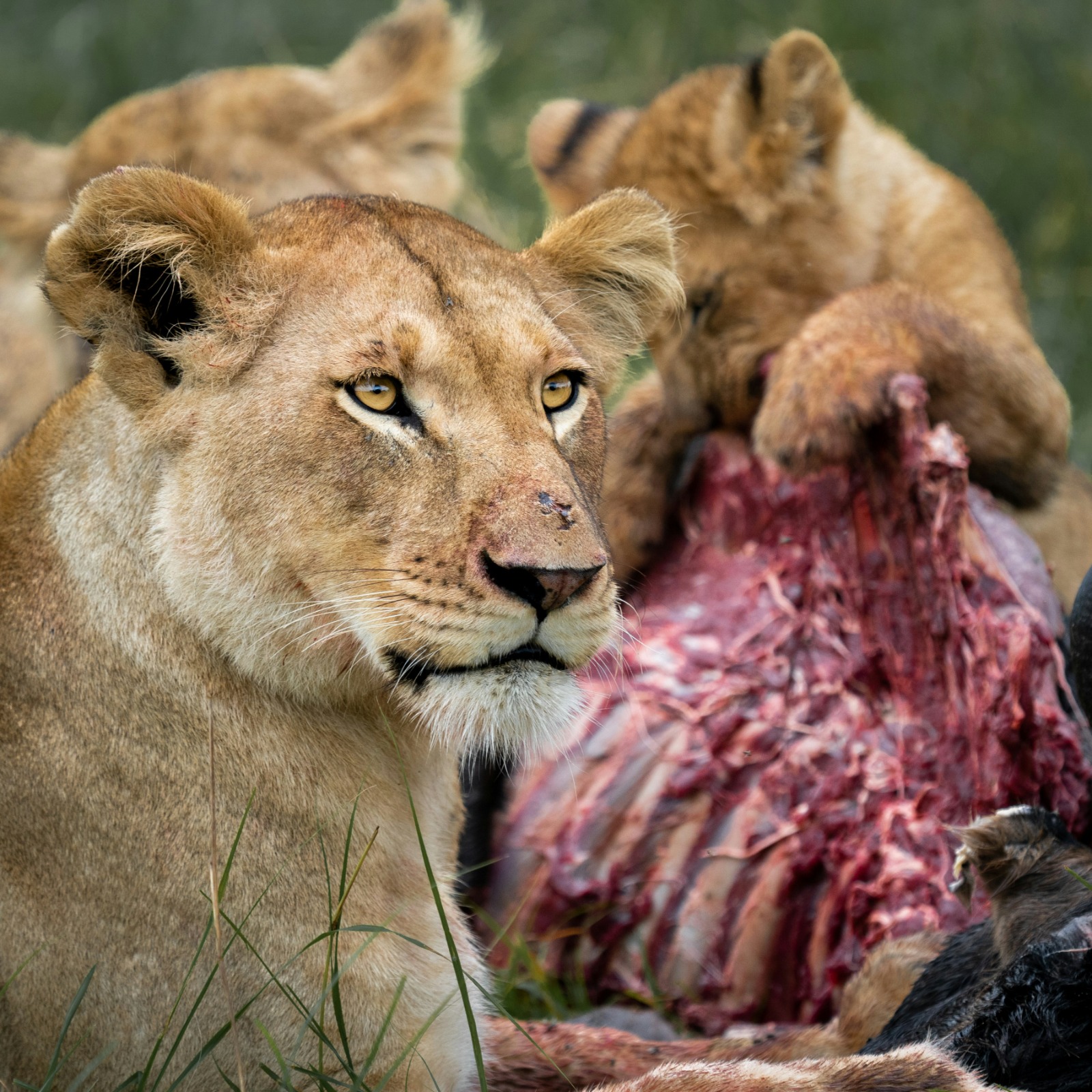 Gisu Safaris East Africa