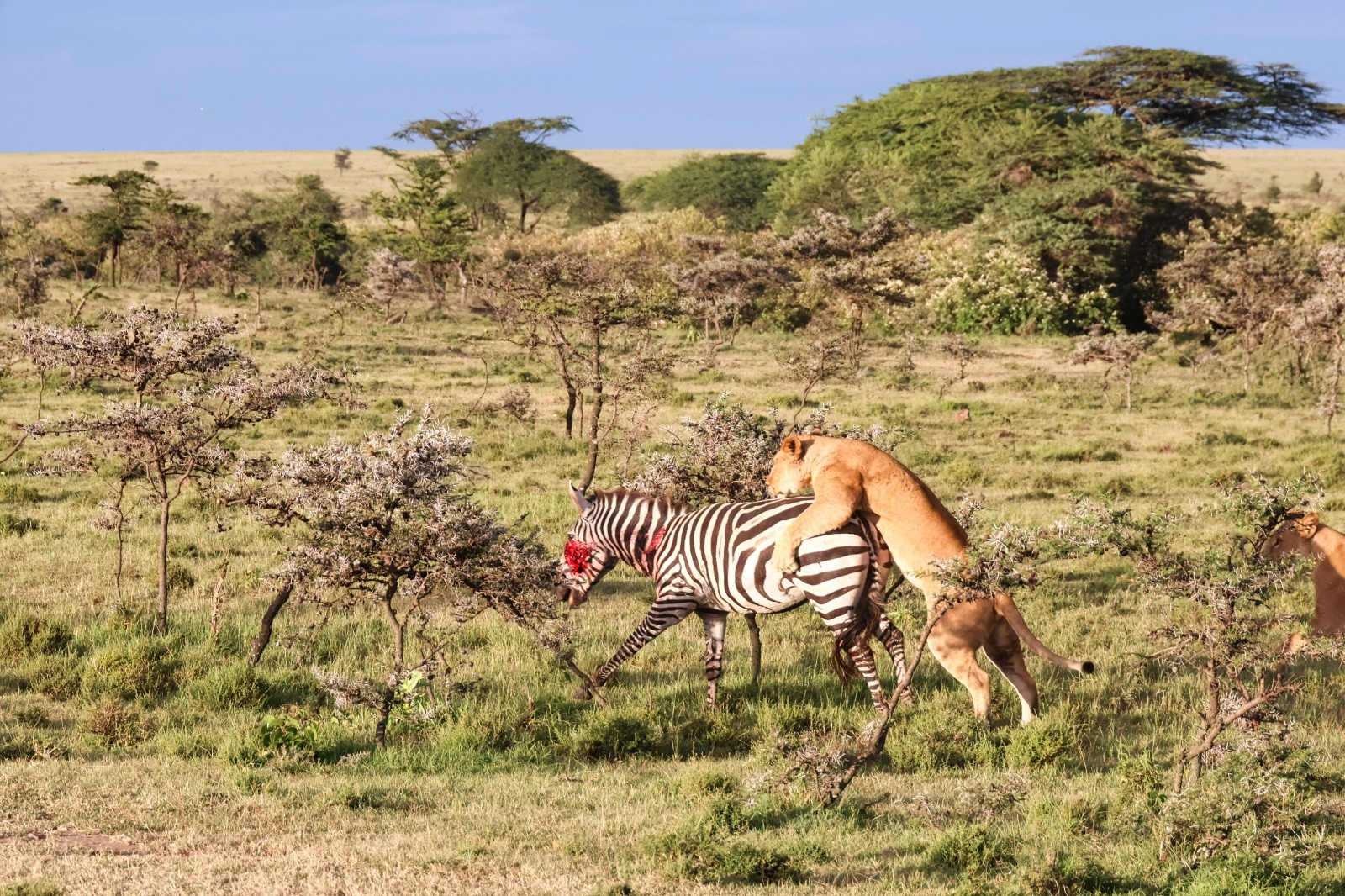 Kenya Big Five safari