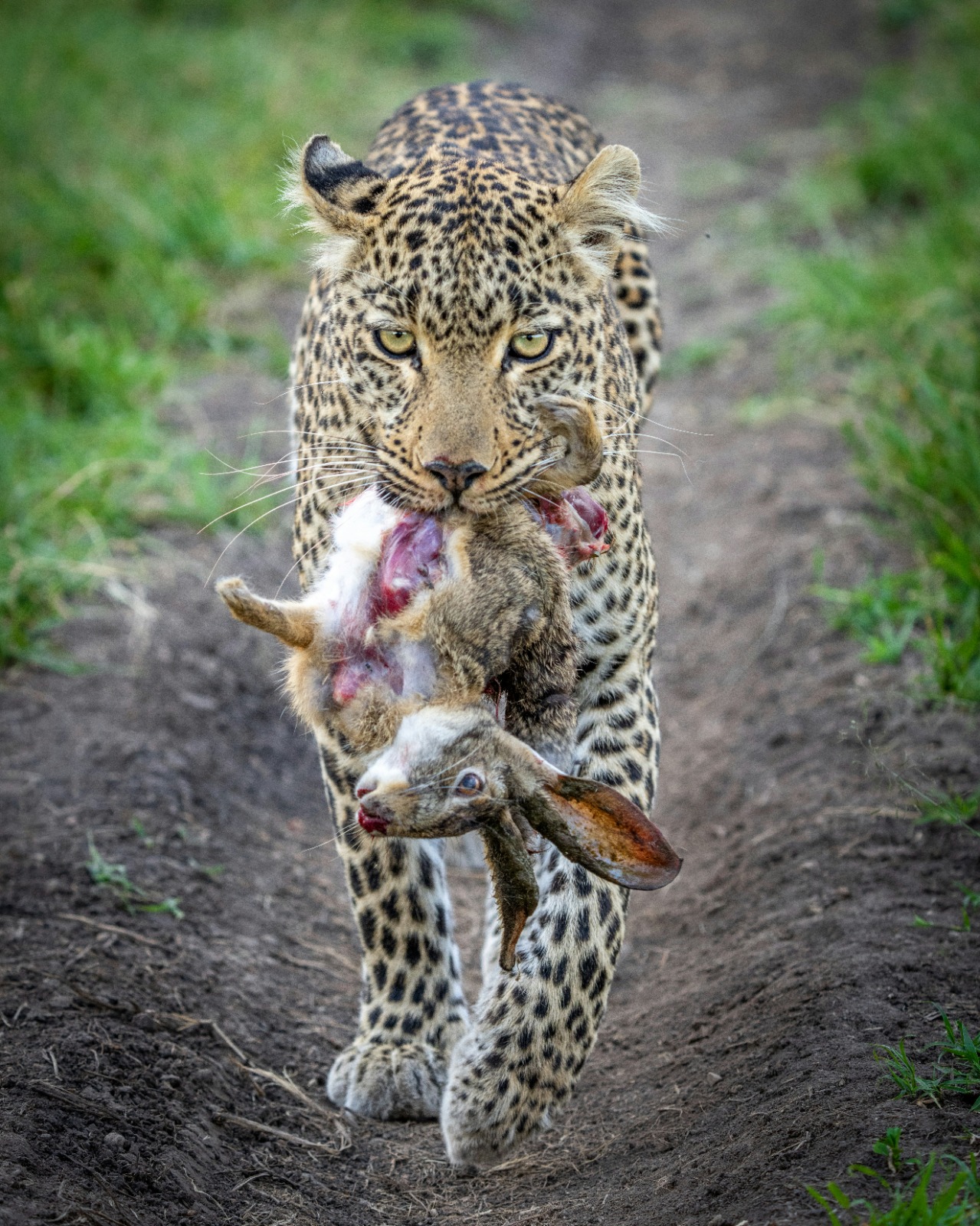 East African safari