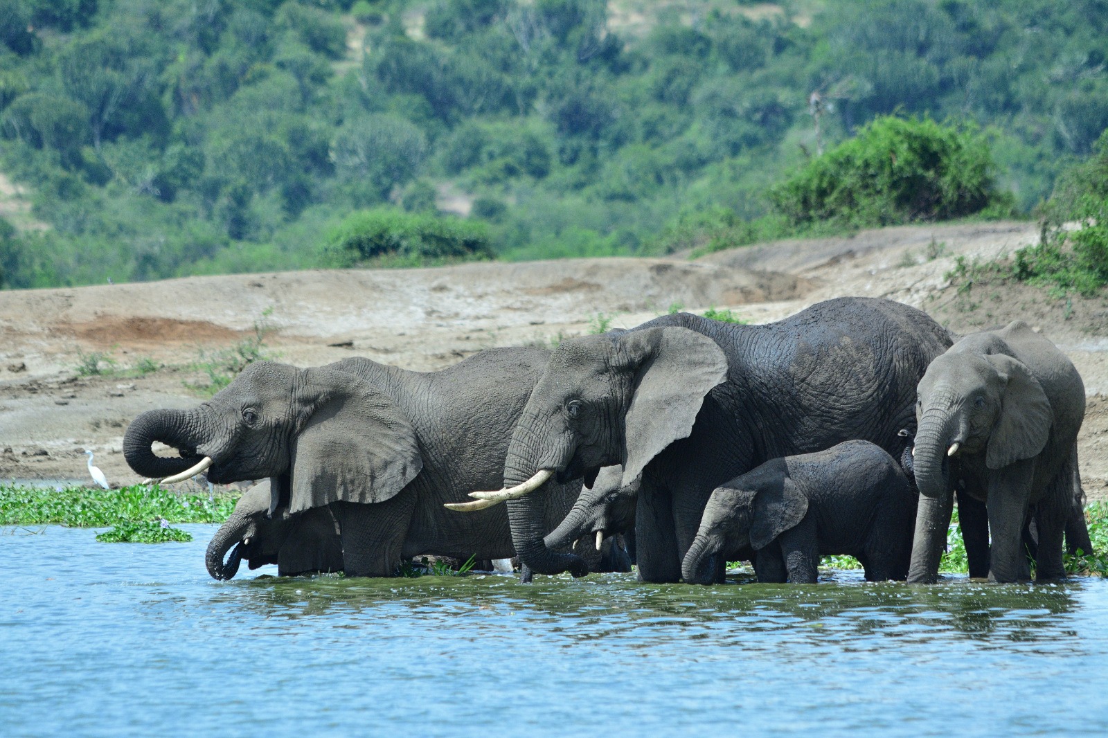 African wildlife safari