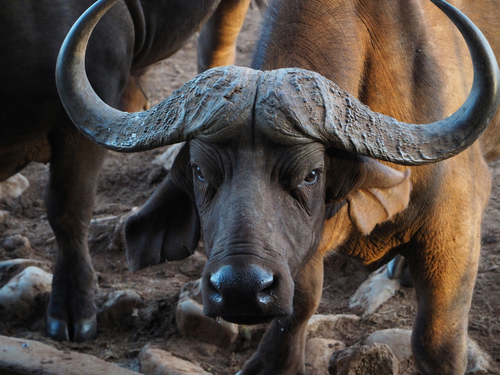 Uganda wildlife