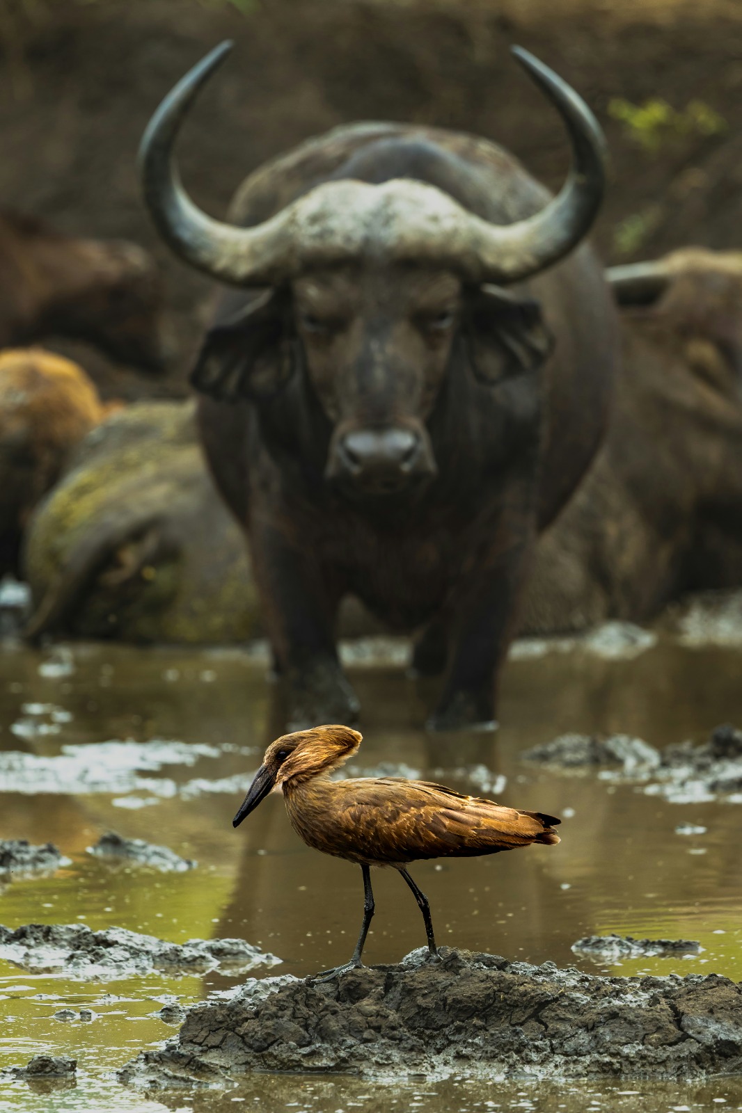 African safari