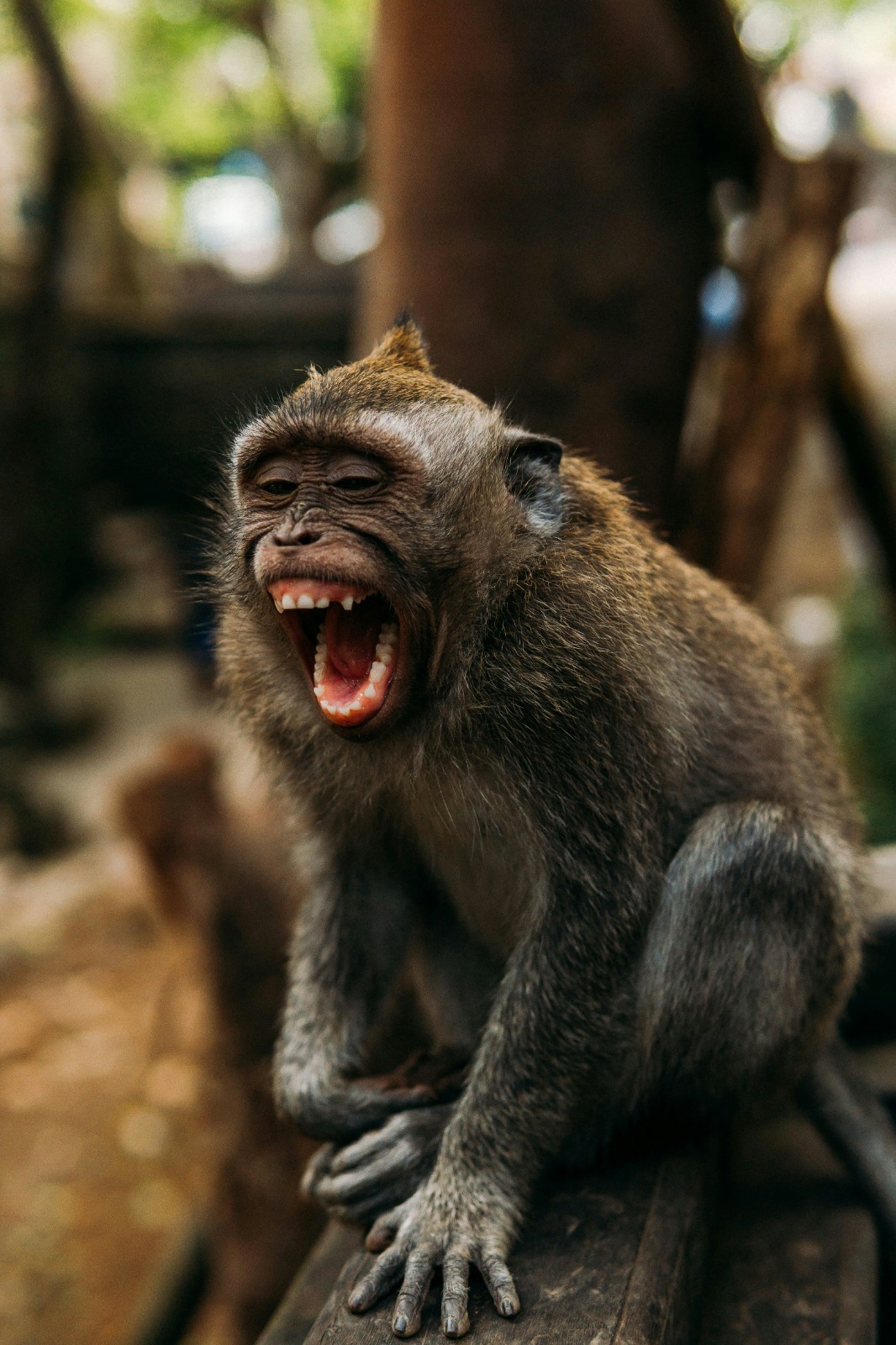 Uganda wildlife