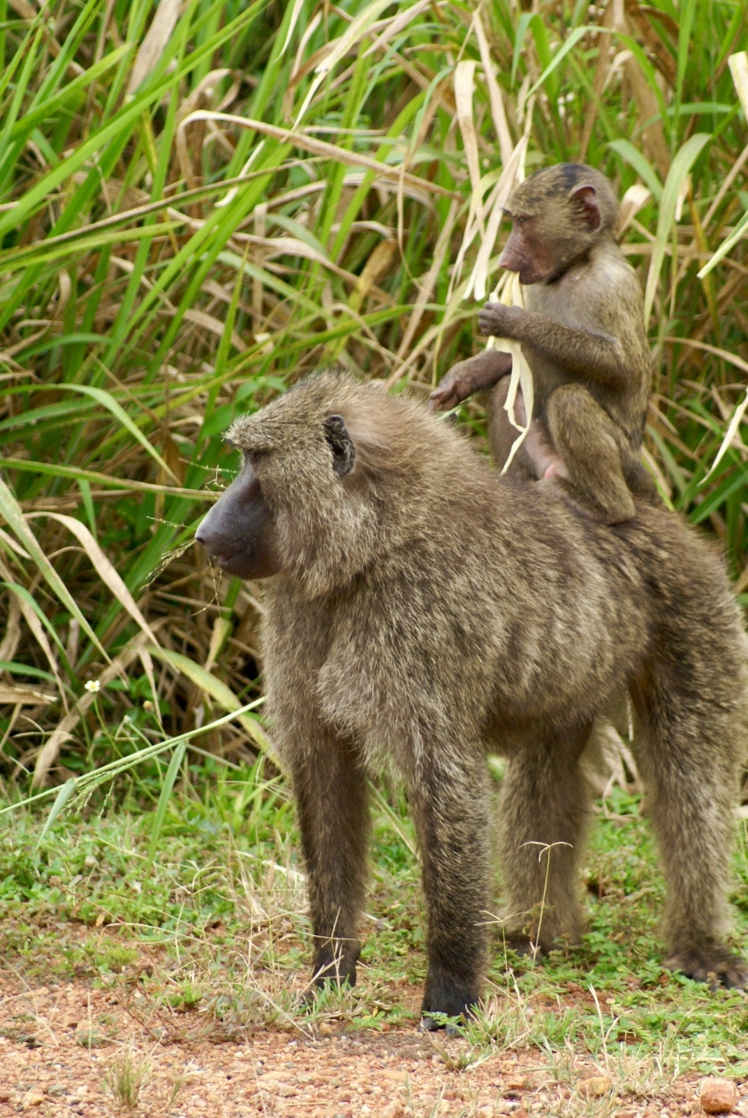 Gisu Safaris