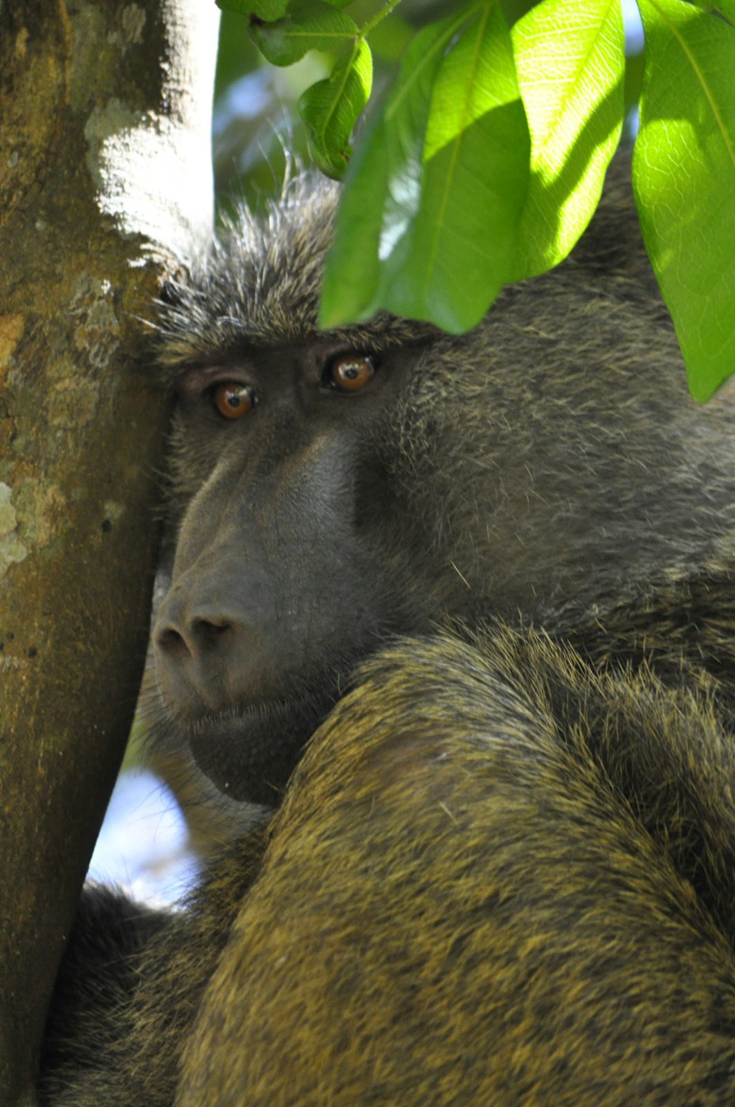 Gisu Safaris wildlife