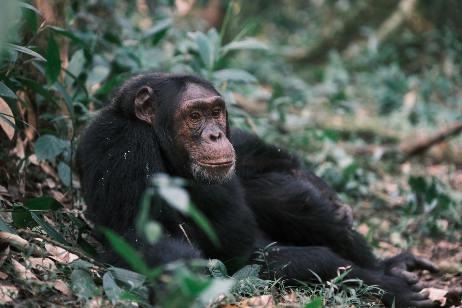 Gisu Safaris East Africa