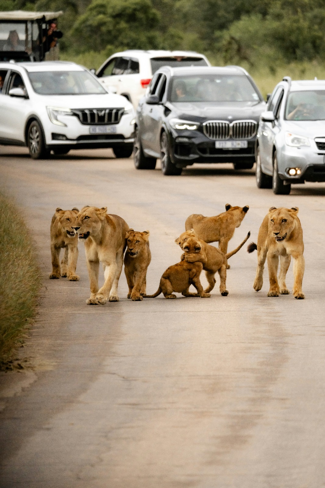 African safari experience