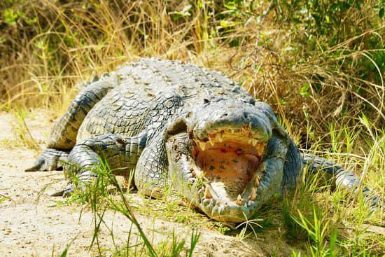 East Africa nature