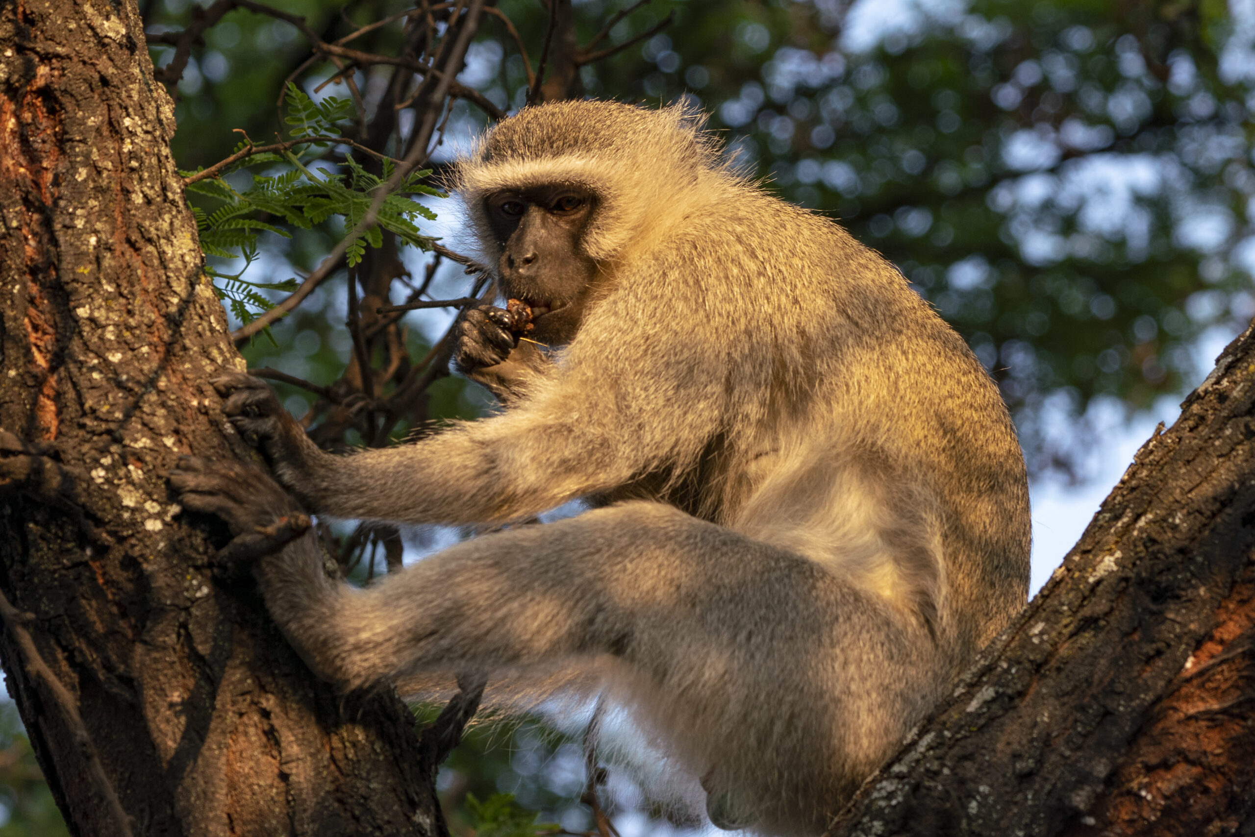 Primate tracking