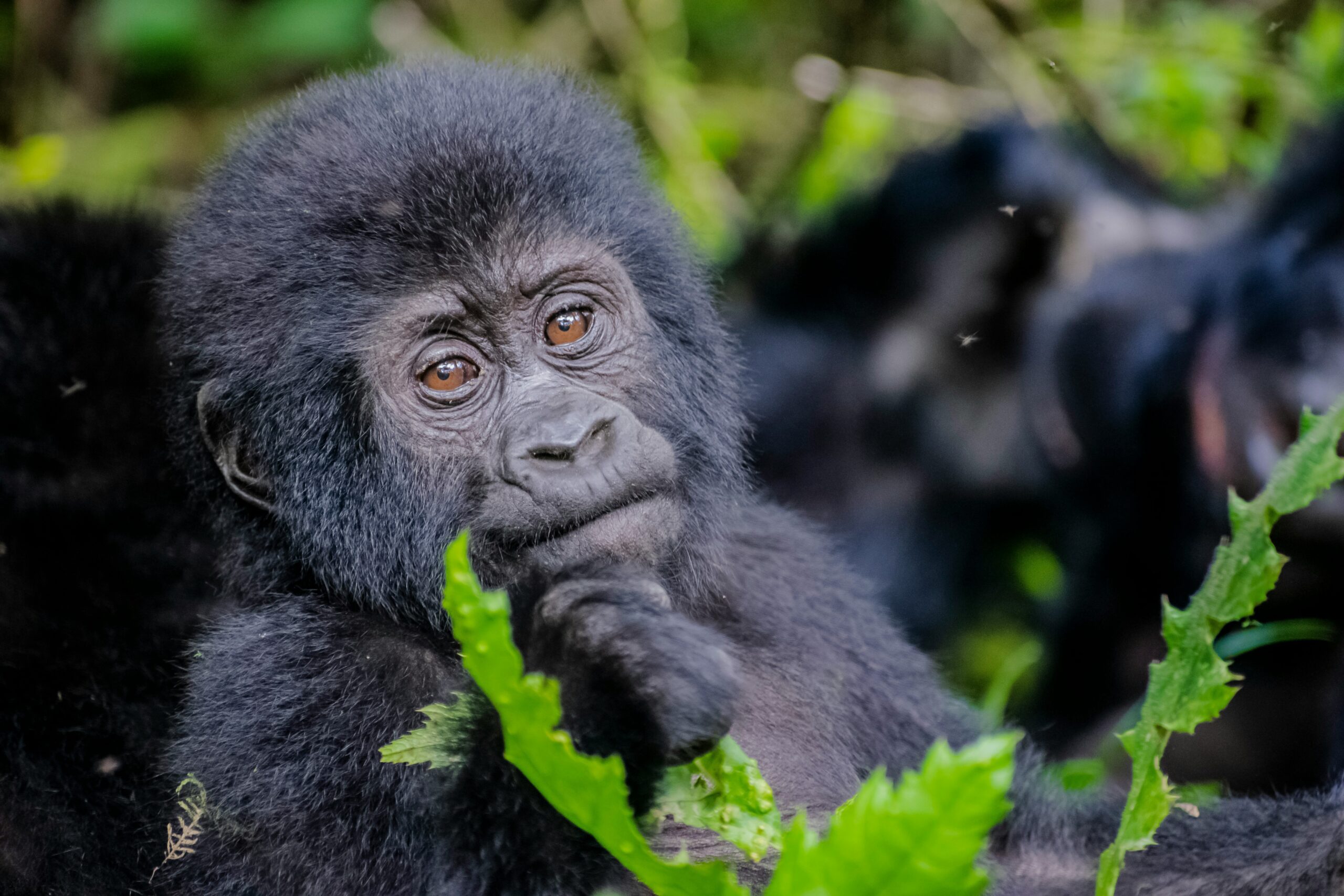 Kibale and Bwindi gorilla trek
