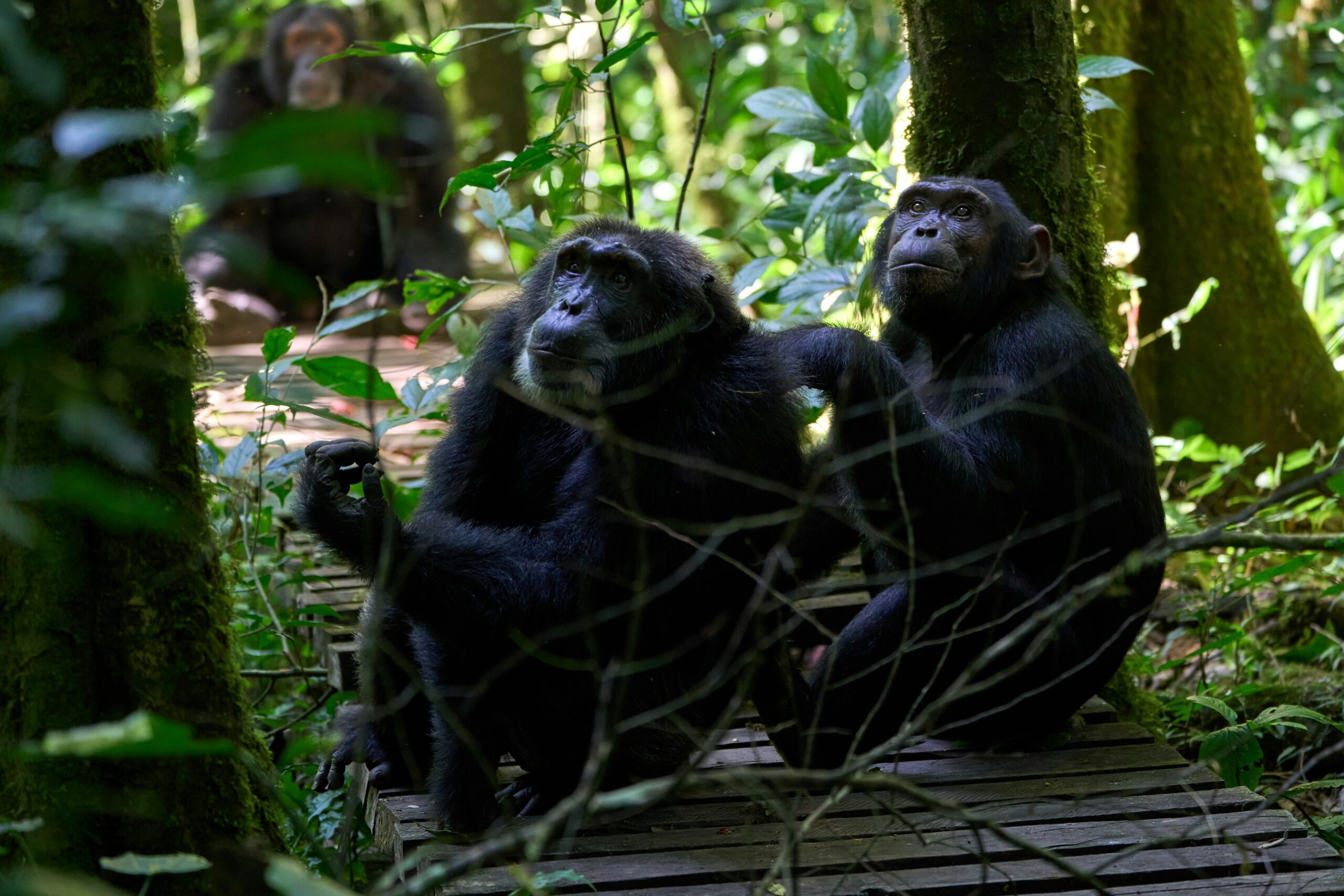 Uganda safari with gorilla and chimps