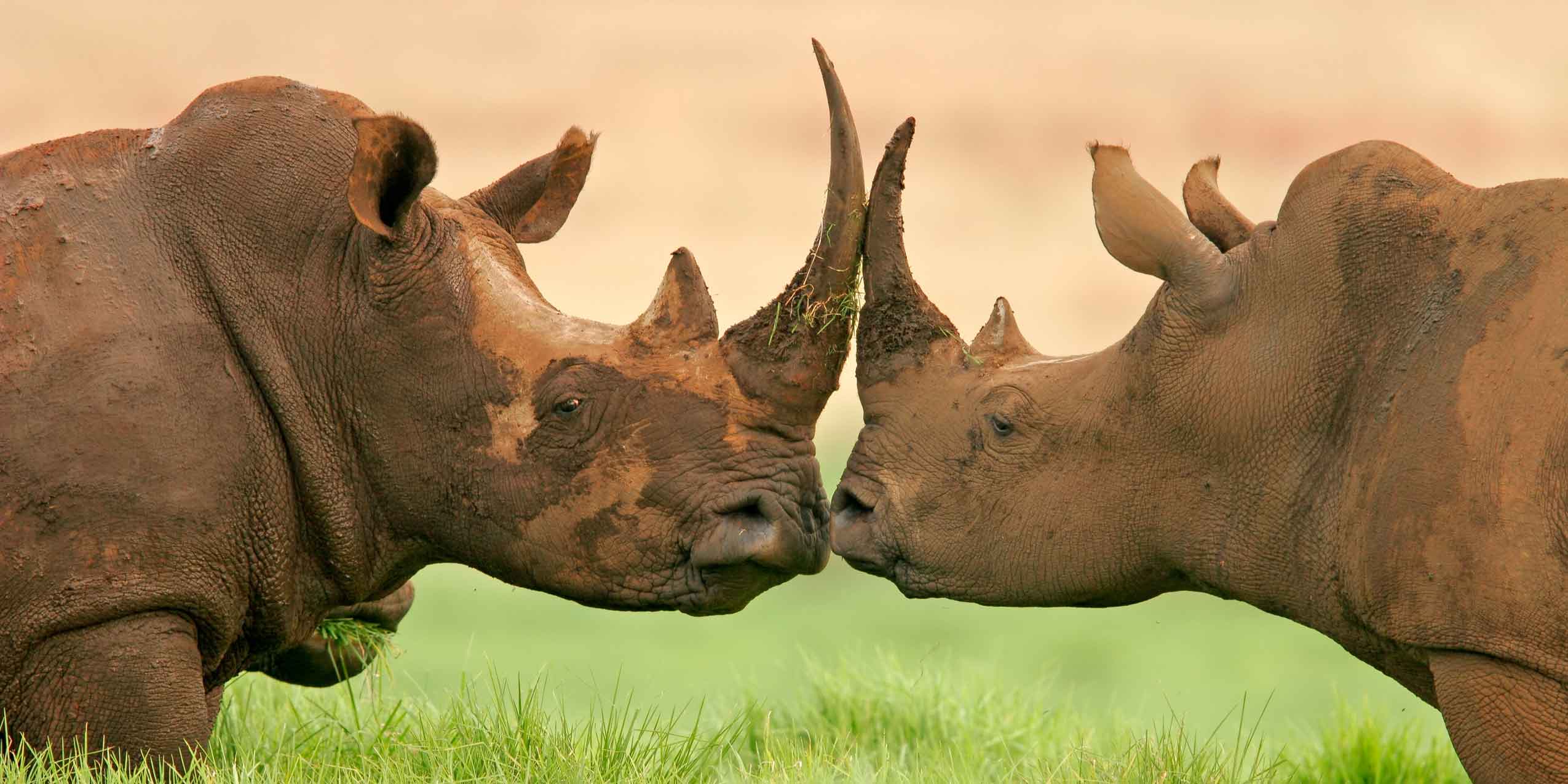 Tanzania Safari
