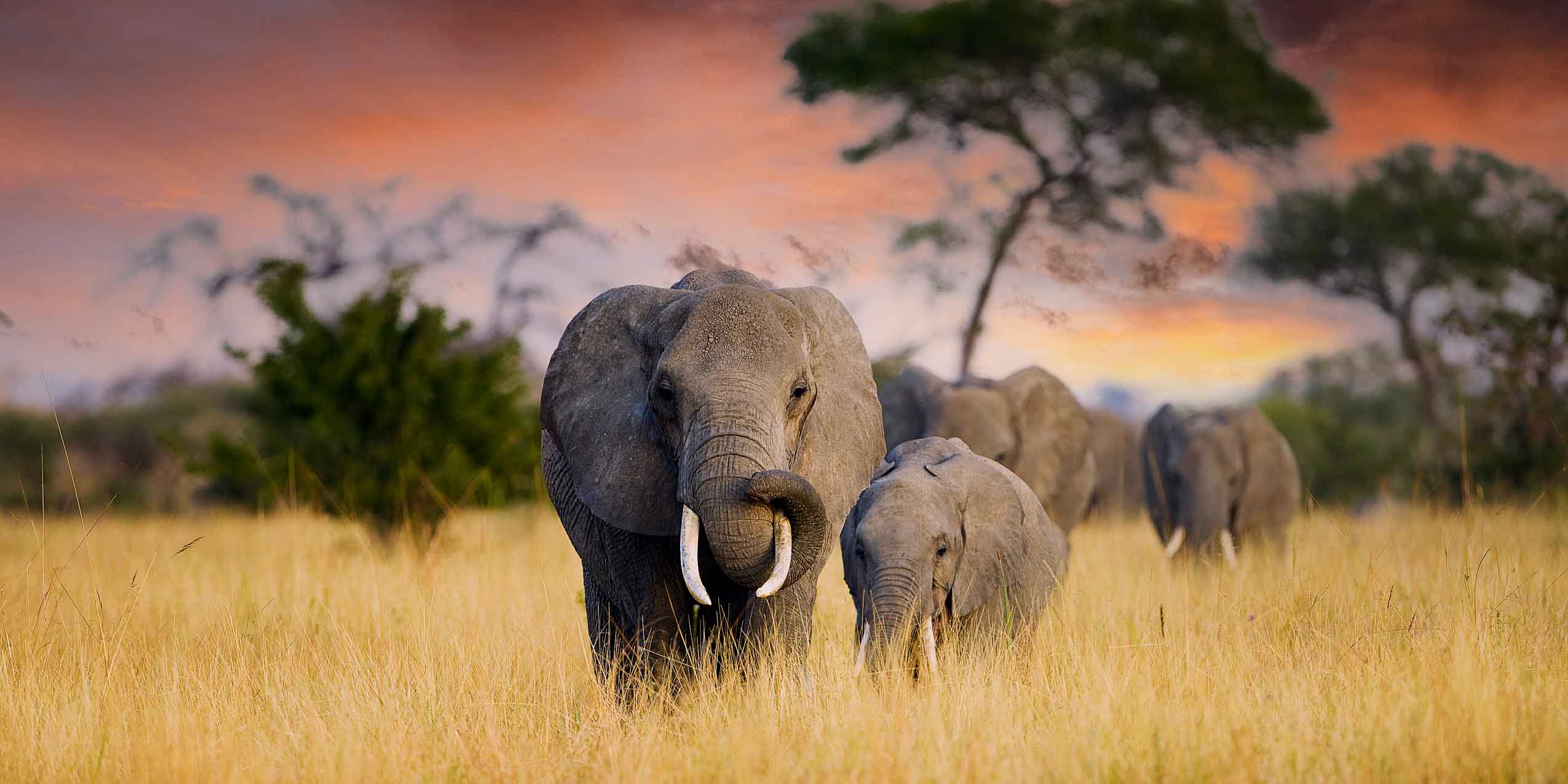 Rwanda Safari