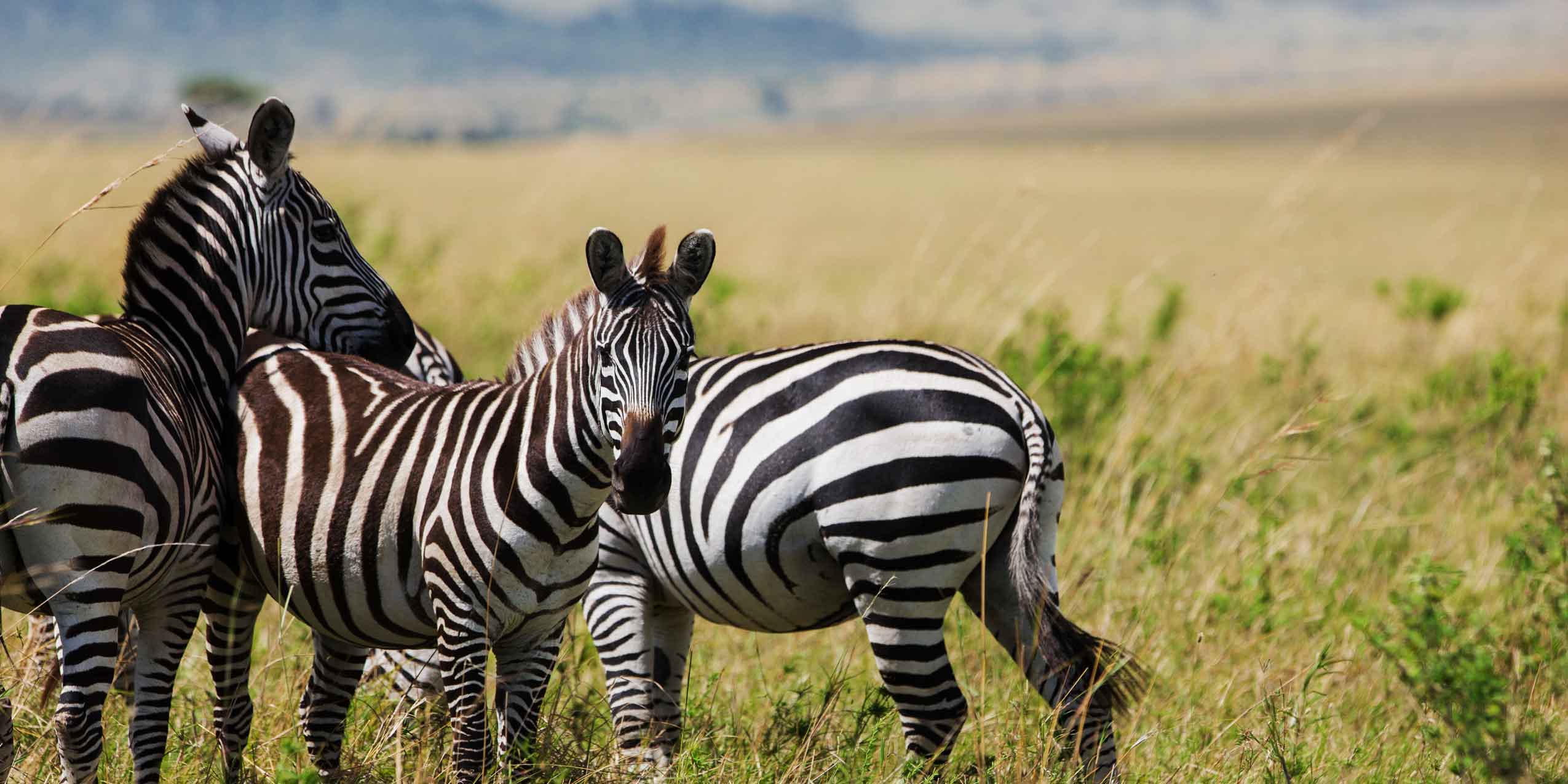Kenya Safari