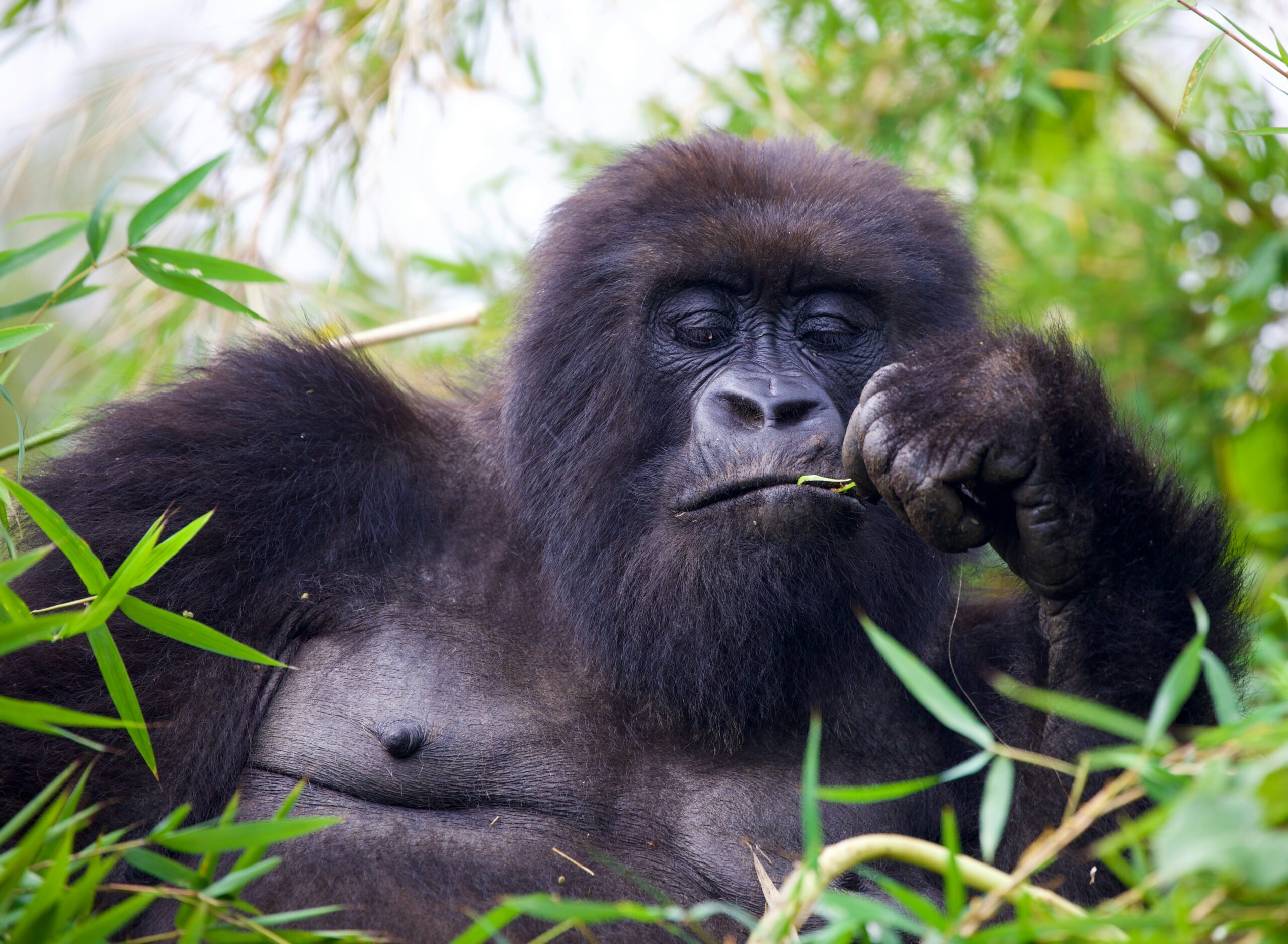 Uganda