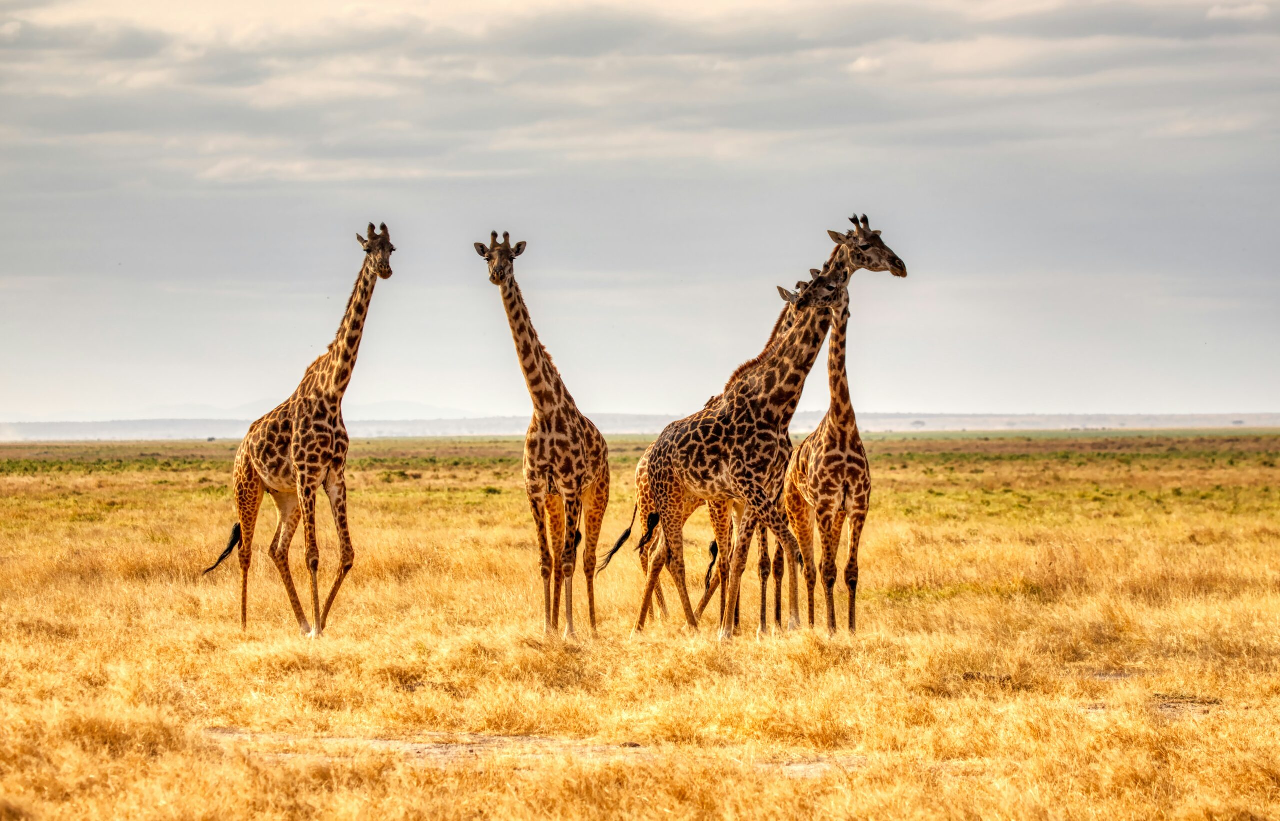 East Africa Safari