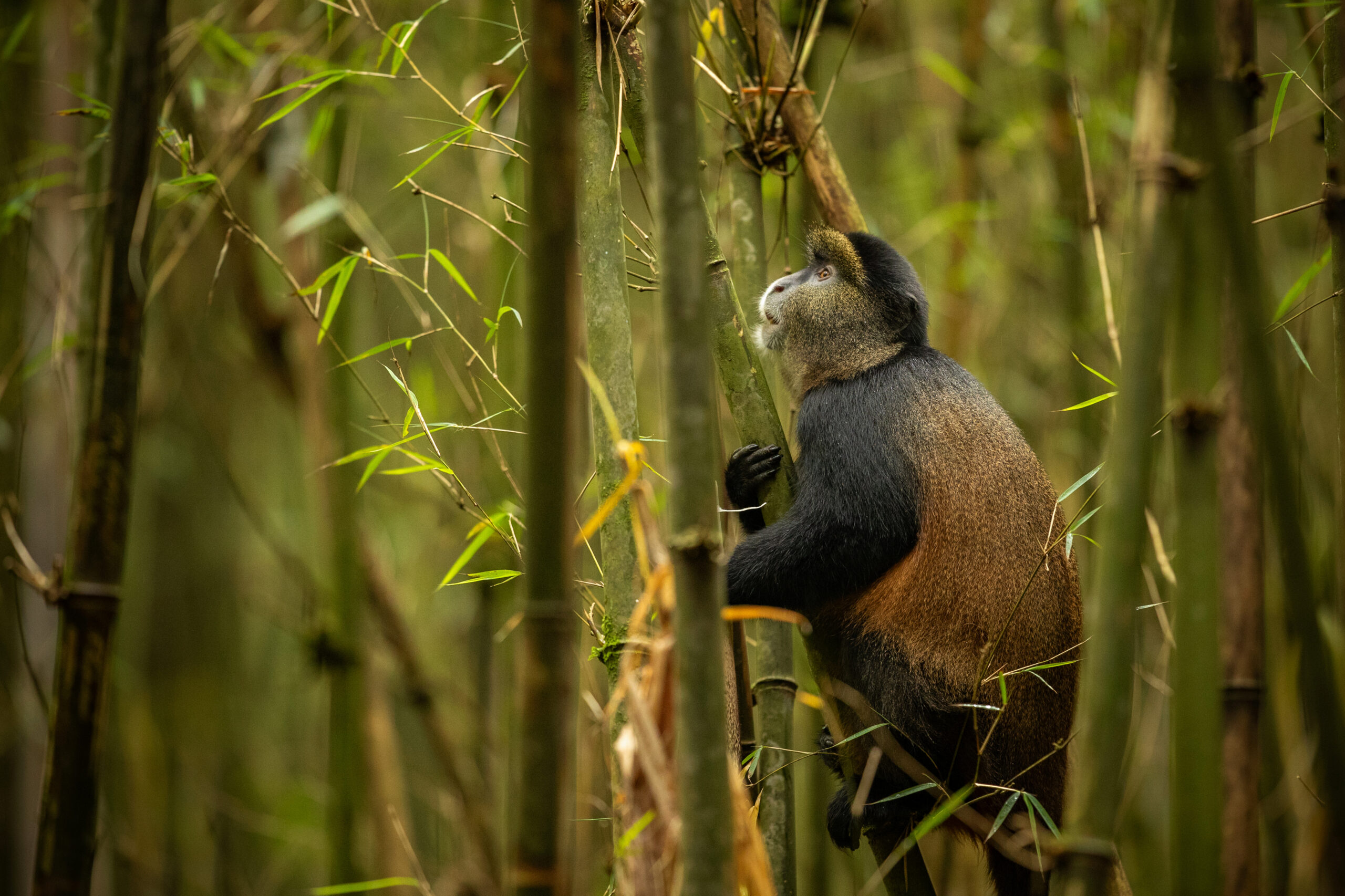 Rwanda