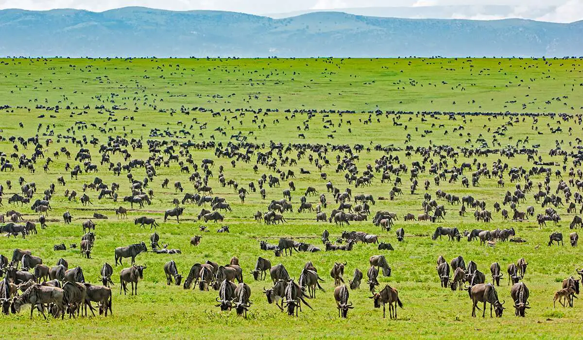 Tanzania Serengeti Safari
