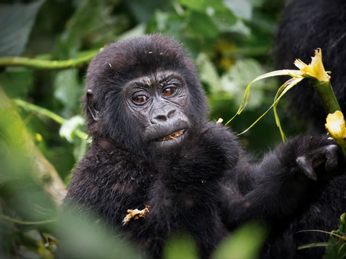 Uganda Gorilla Trekking